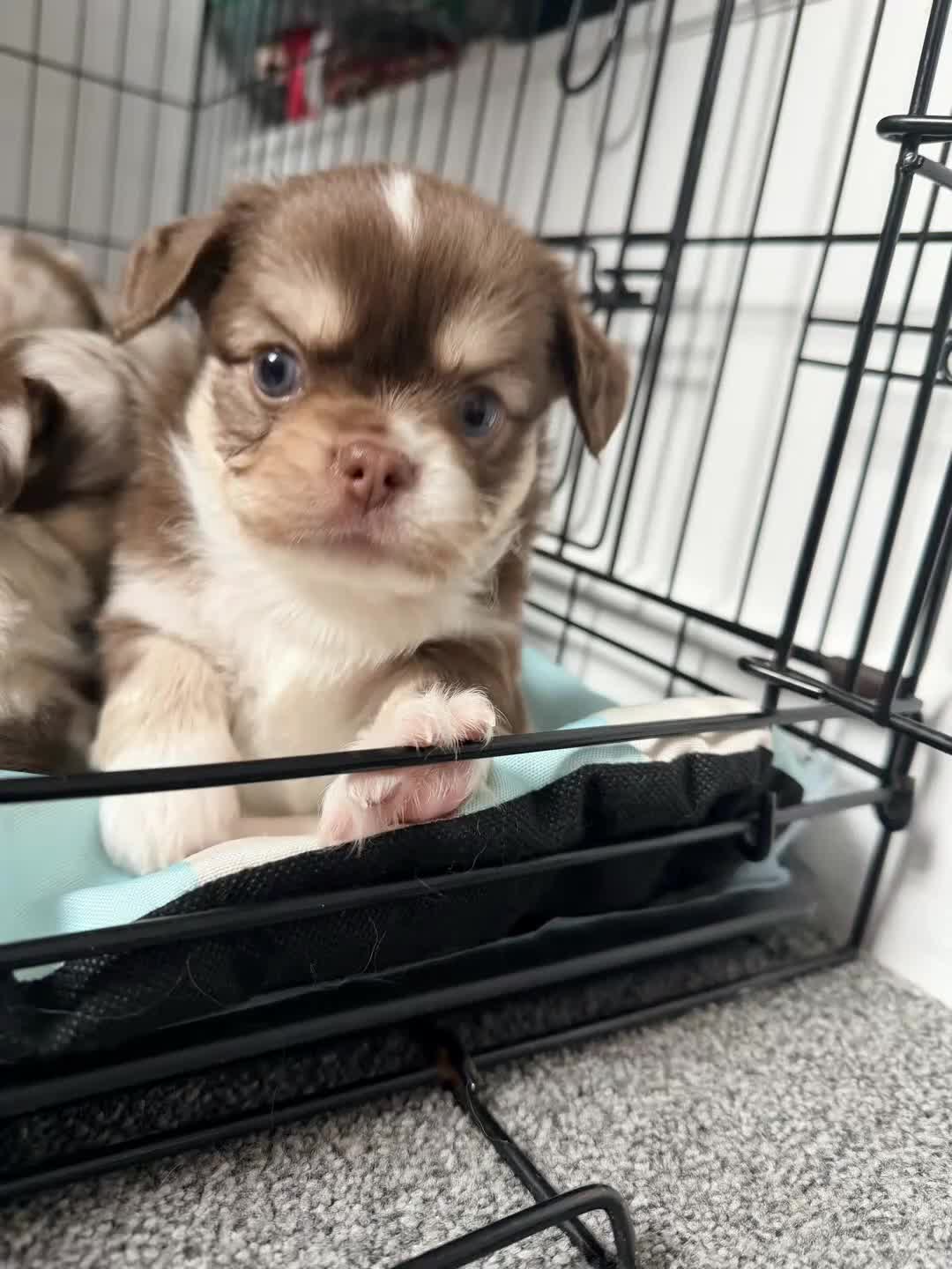 Chihuahua dogs for sale: Long coat chihuahua  - Video 1
