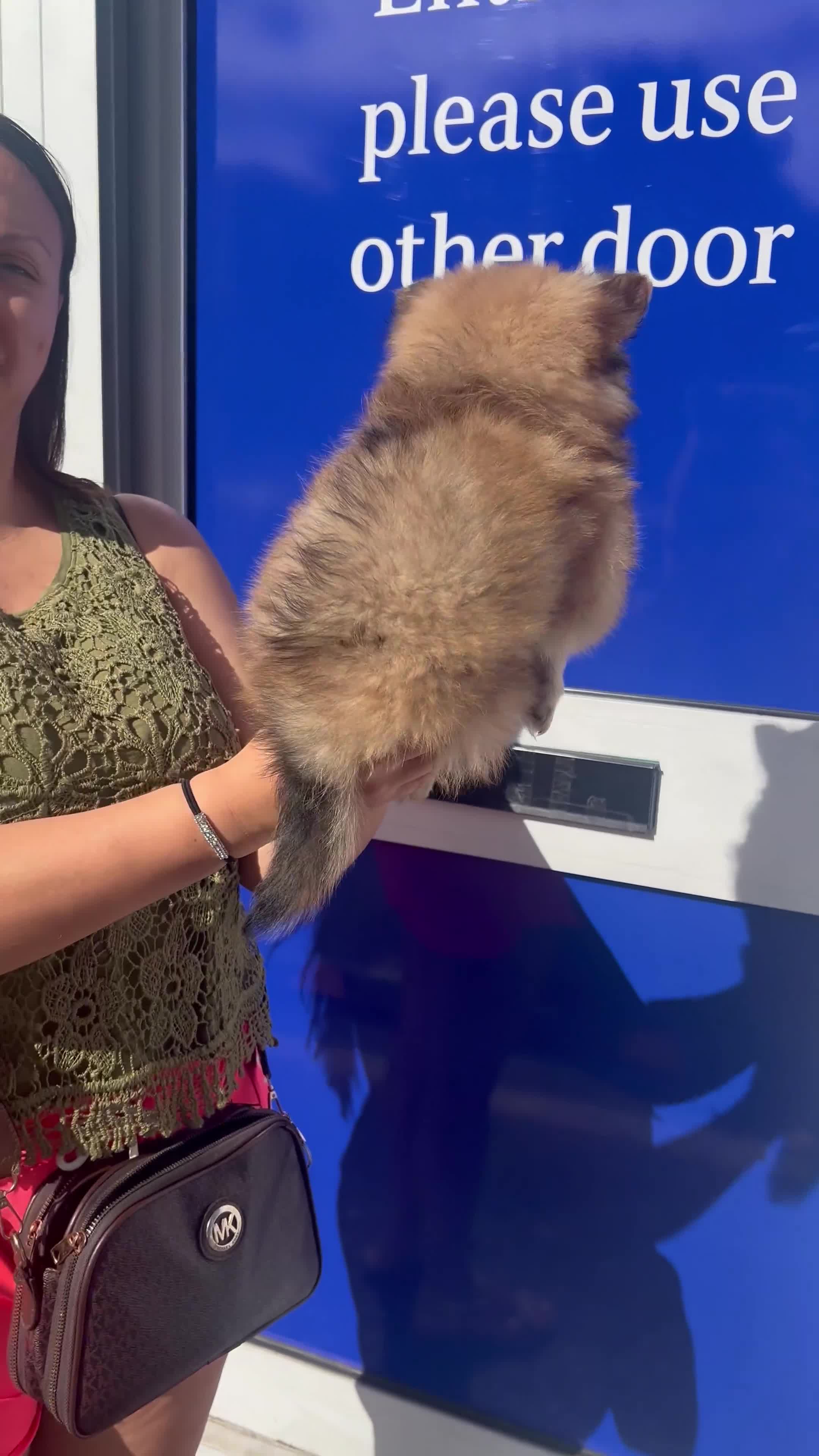 Pomeranian dogs for sale: Lion 🦁 Pomeranian Puppy  - Video 1