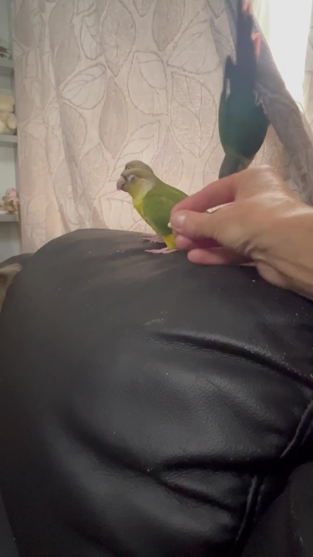 Conures birds for sale: Hand Reared Conures - Video 2