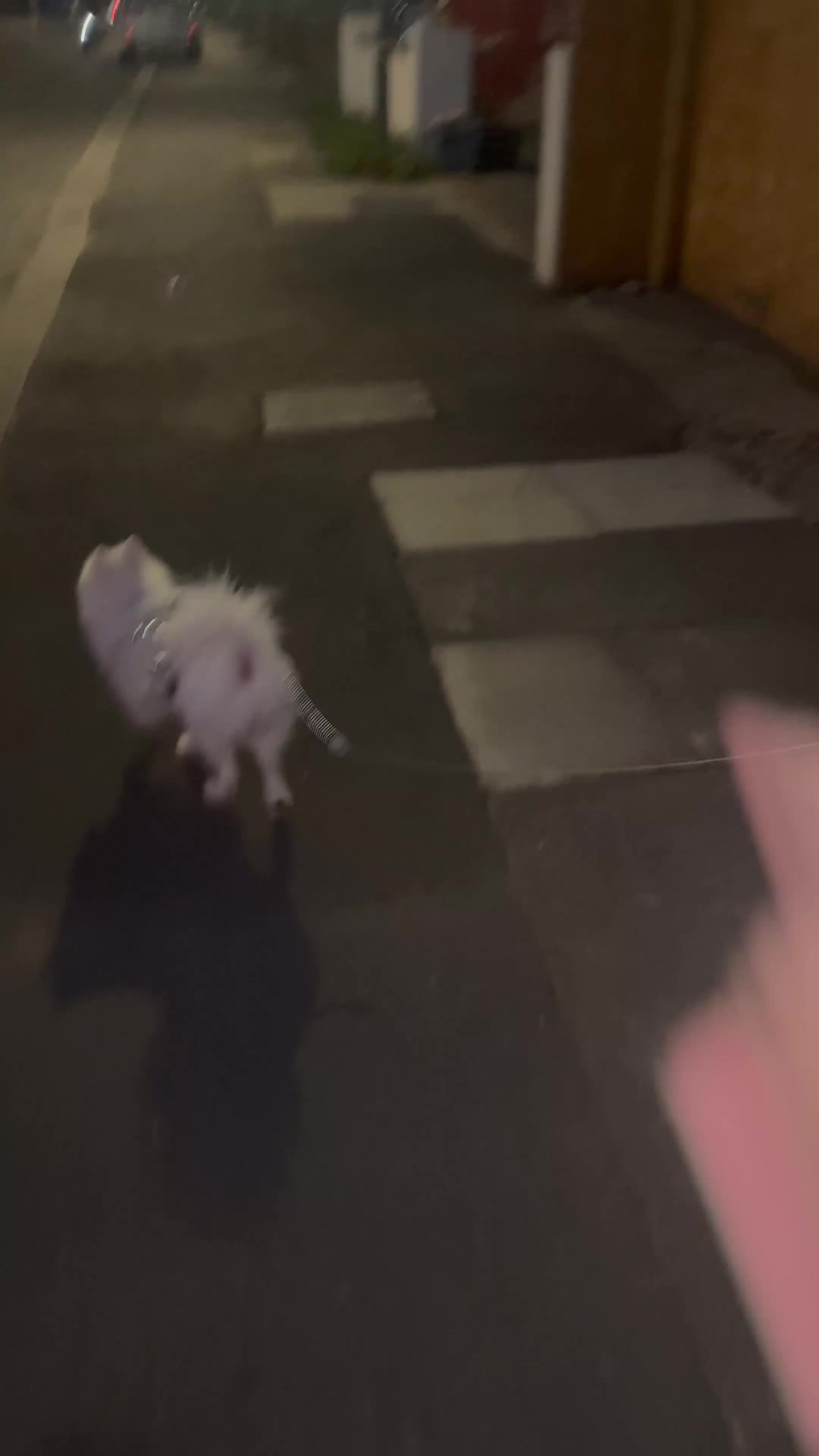 Pomeranian dogs for sale: White Pom for sale - Video 1