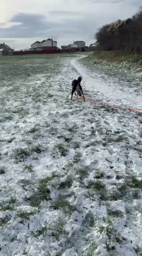 Mixed Breed dogs for adoption: 💙BRUNO💙 : LARGE LOVING YOUNG BOY in Burntwood - Video 5