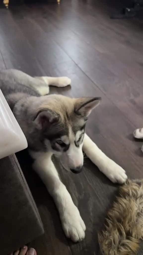 Siberian Husky dogs for sale: 🐾Sky  -looking for a loving home 🐾 - Video 1