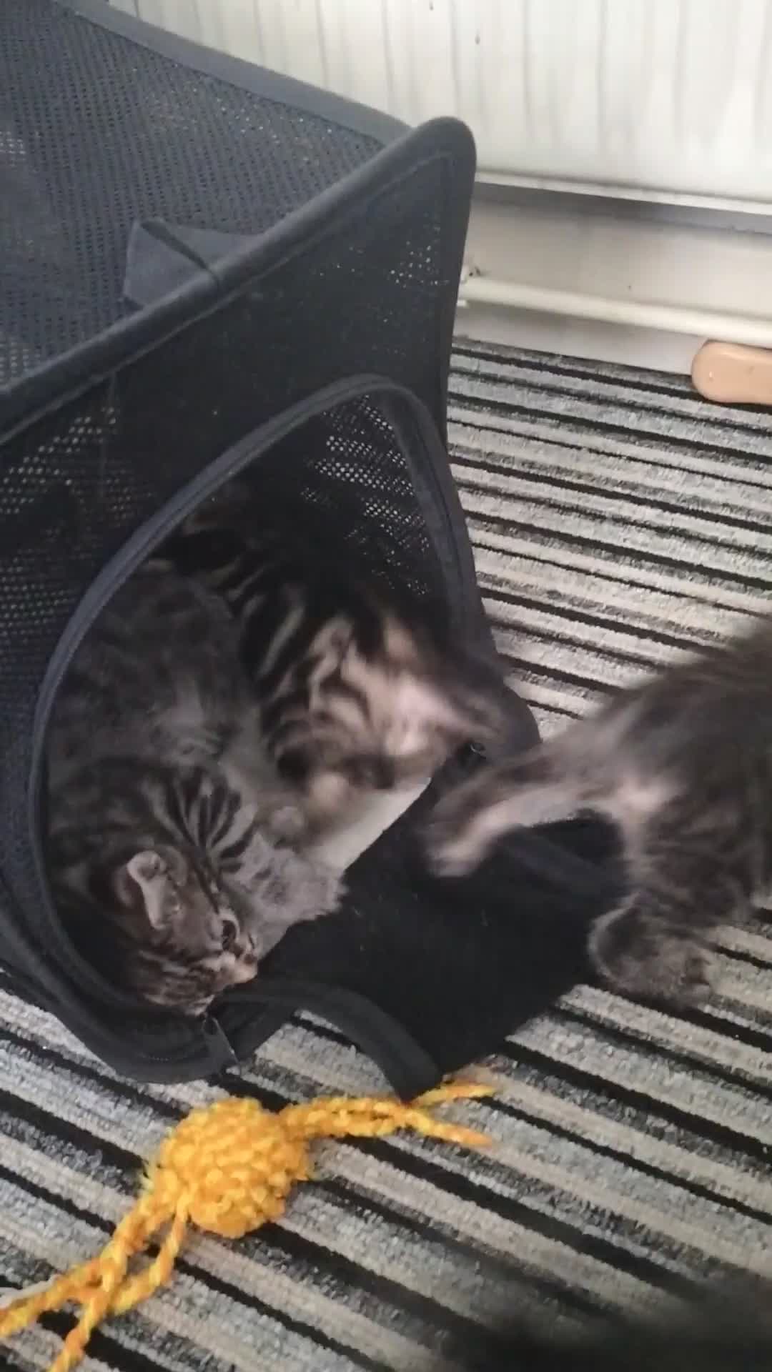 Mixed Breed cats for sale: 5 Beautiful Tabby Kittens - Video 1
