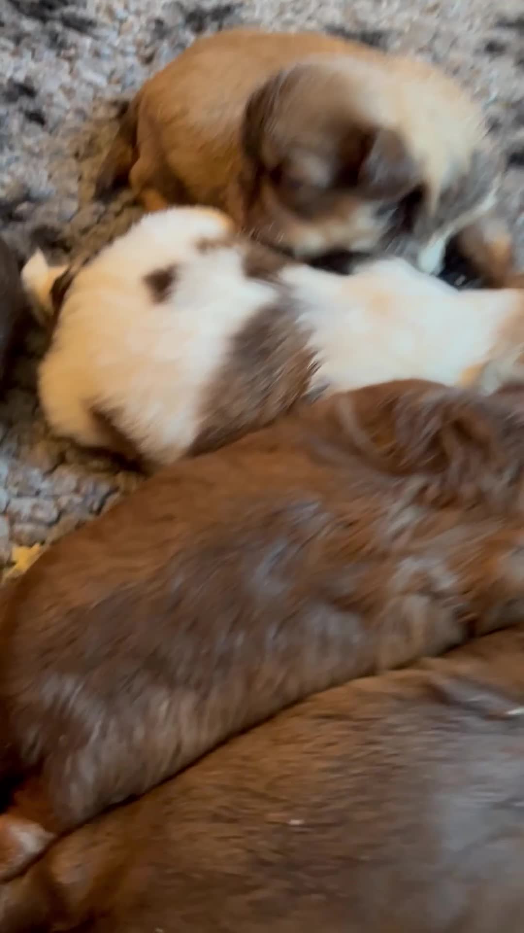 Shih Tzu dogs for sale: Adorable Shih Tzu puppies  - Video 1