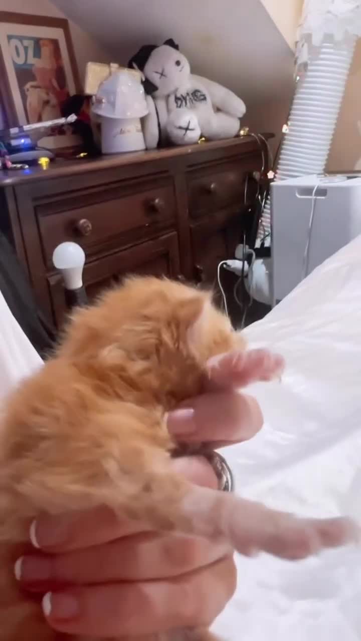 Persian cats for sale: Kittens EXOTIC LONG HAIR PERSIAN DOLL FACE - Video 5