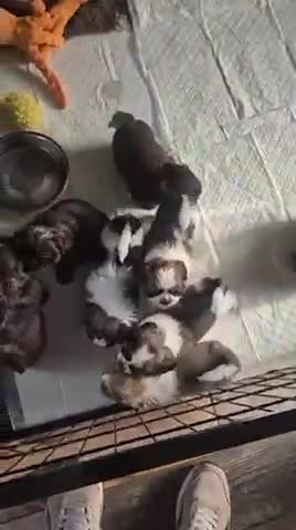Shih Tzu dogs for sale: Adorable Imperial Shih Tzu boys - Video 1