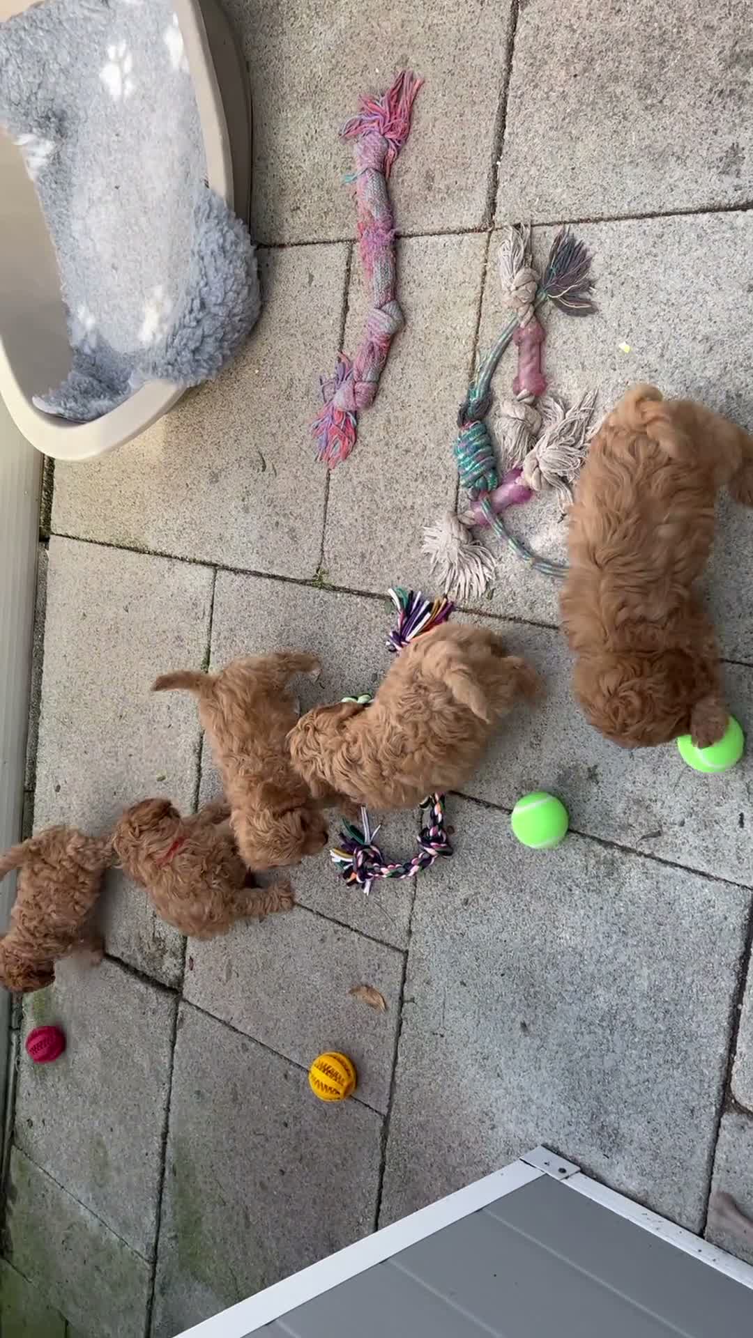 Cavapoo dogs for sale: Gorgeous cavapoo puppies from DNA tested parents - Video 1