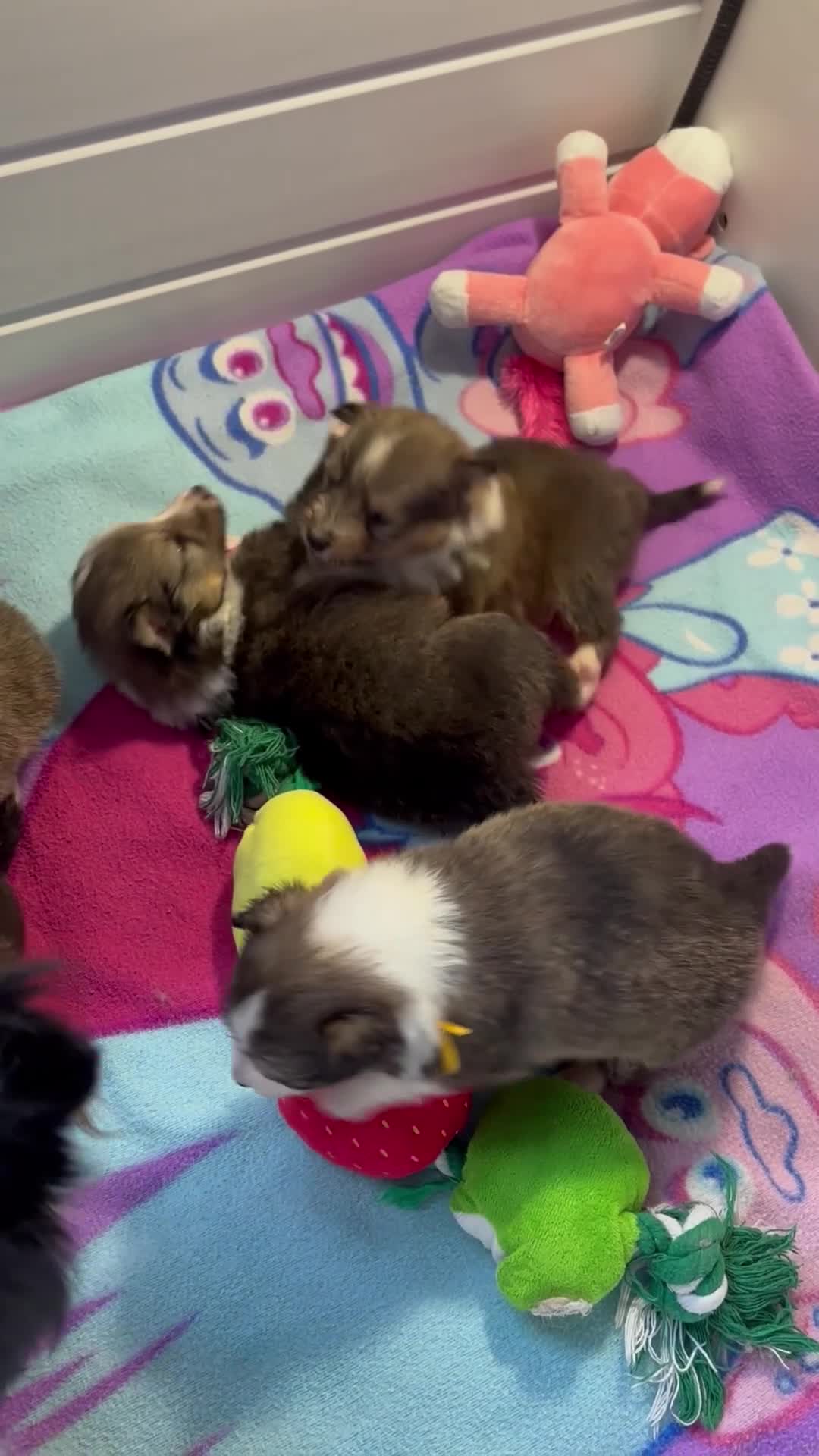 Shetland Sheepdog dogs for sale: sable and white Shetland sheepdog puppies  - Video 2