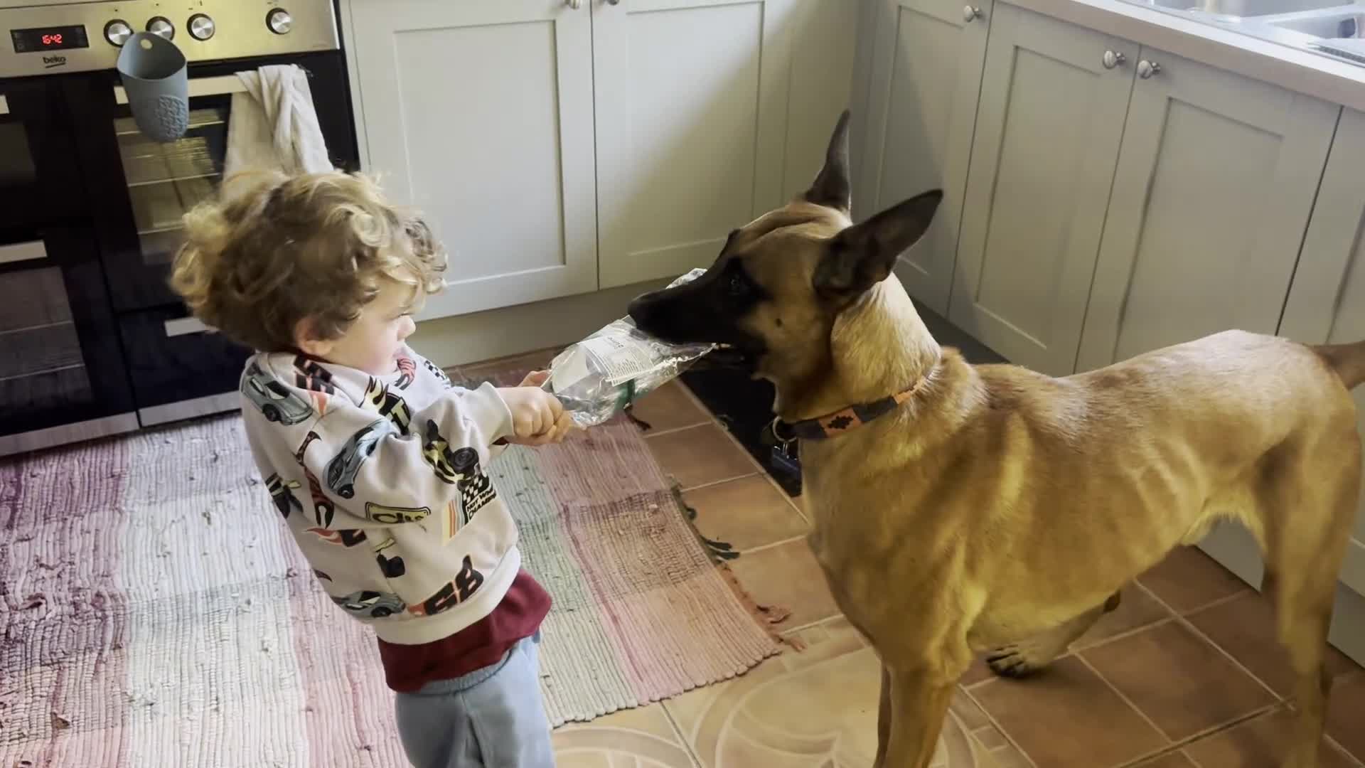 Belgian Shepherd Dog dogs for sale: Malinois Pups. Intentionally Bred as family dogs - Video 1