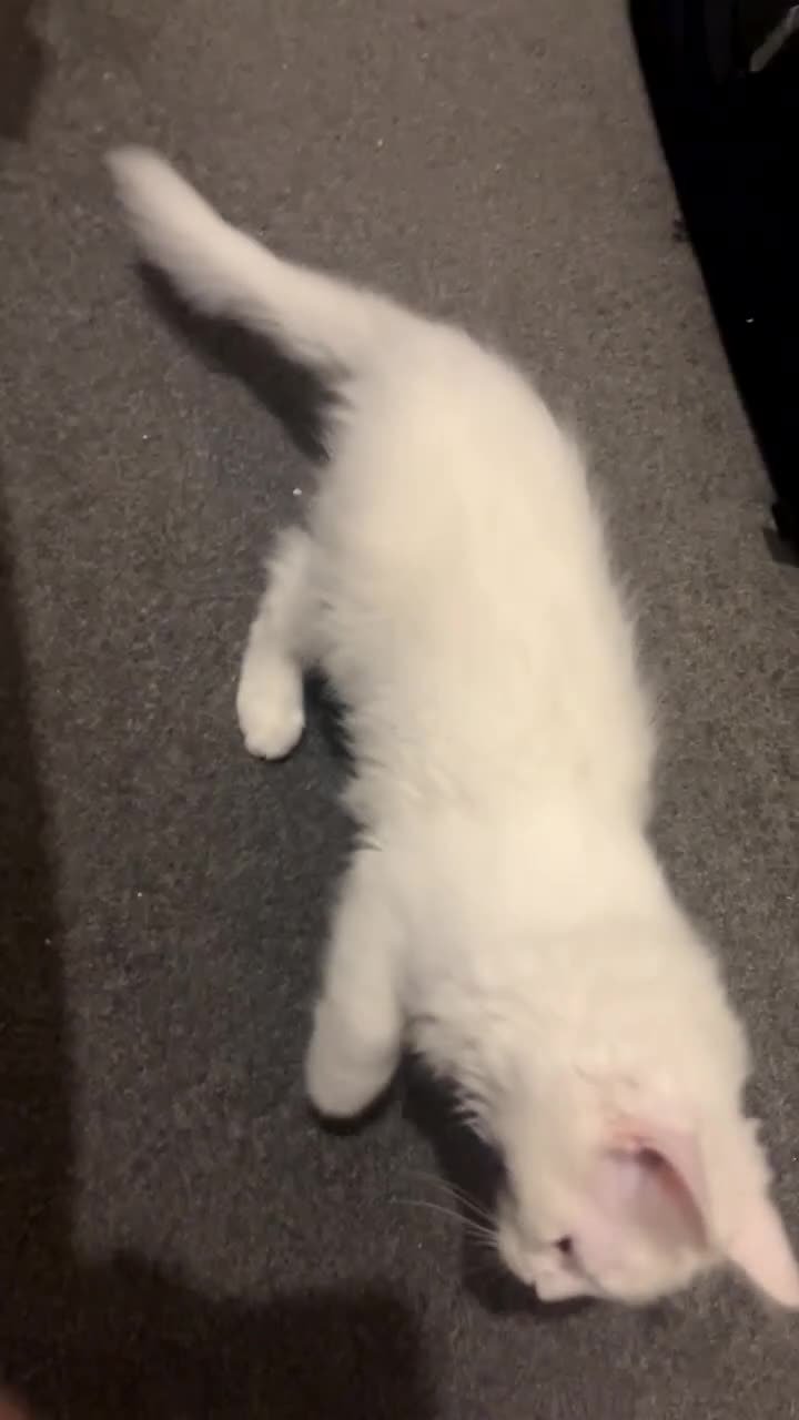 Munchkin cats for sale: Beautiful Girl kitten - Video 2