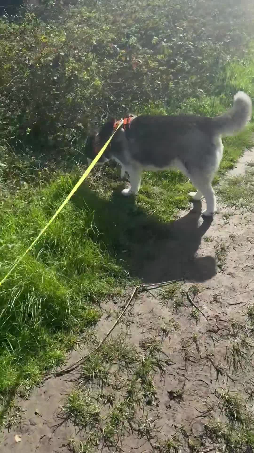 Siberian Husky dogs for sale: Siberian Husky - Video 1