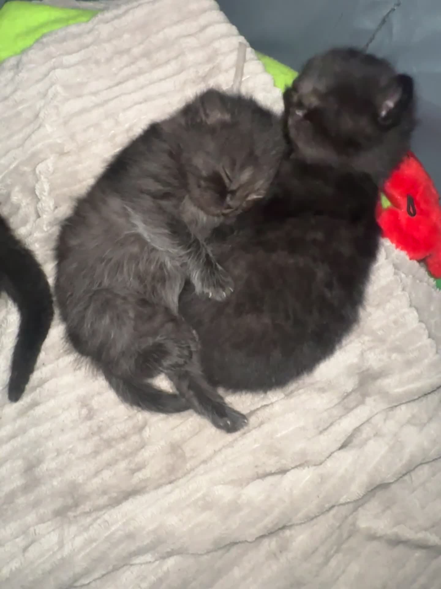 Mixed Breed cats for sale: British Shorthair Cross Kittens - Video 1