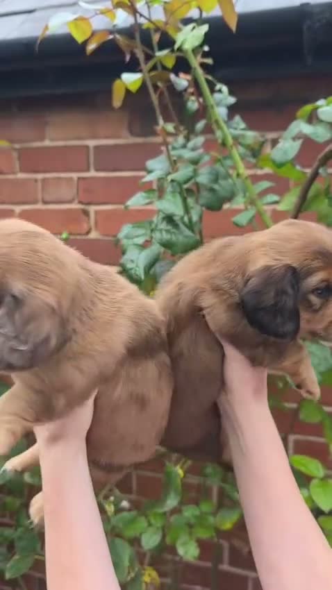 Miniature Dachshund dogs for sale: ⭐Long-Haired Miniature Dachshund Puppies⭐ - Video 1