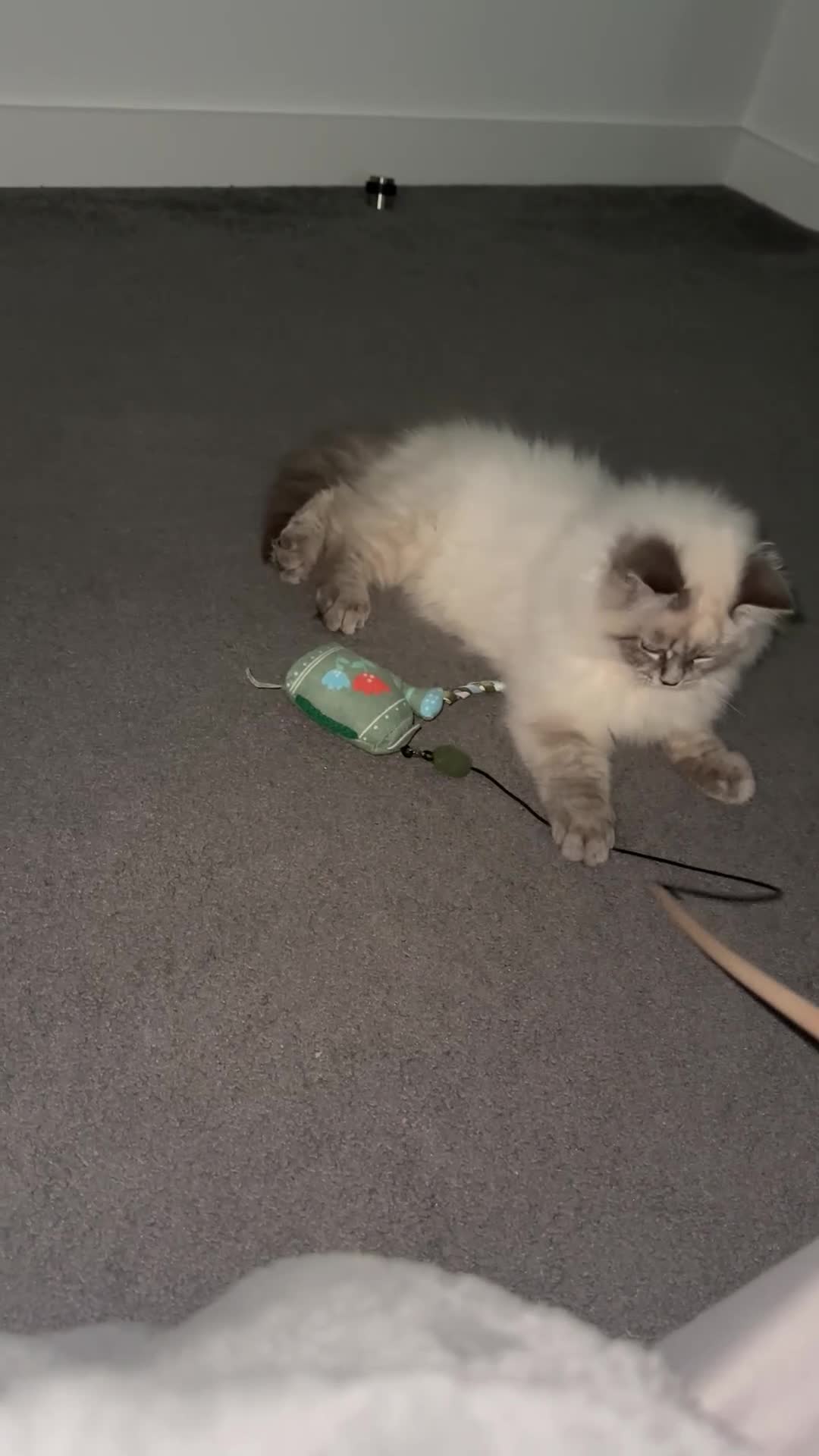 Neva Masquerade cats for sale: Siberian Neva masquerade  - Video 1