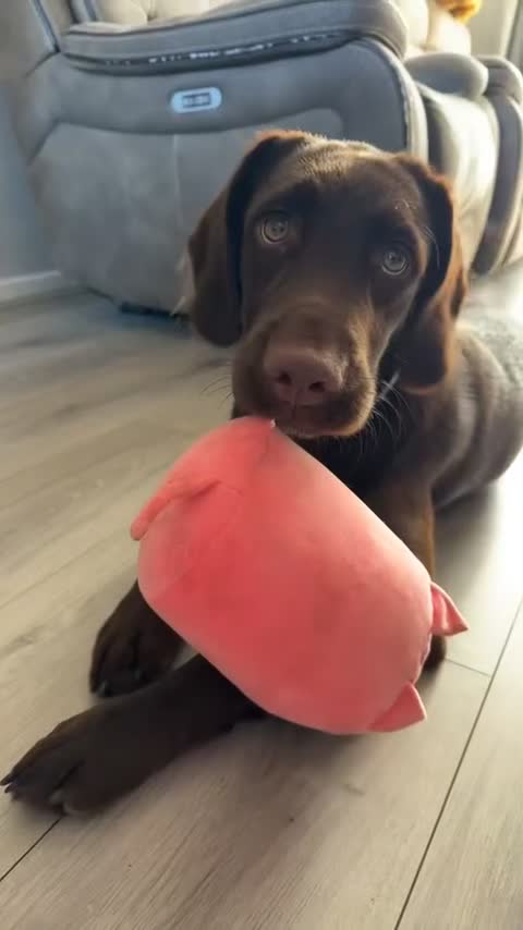 Springador dogs for sale: 6-Month-Old Male Springador – Loving & Friendly - Video 1