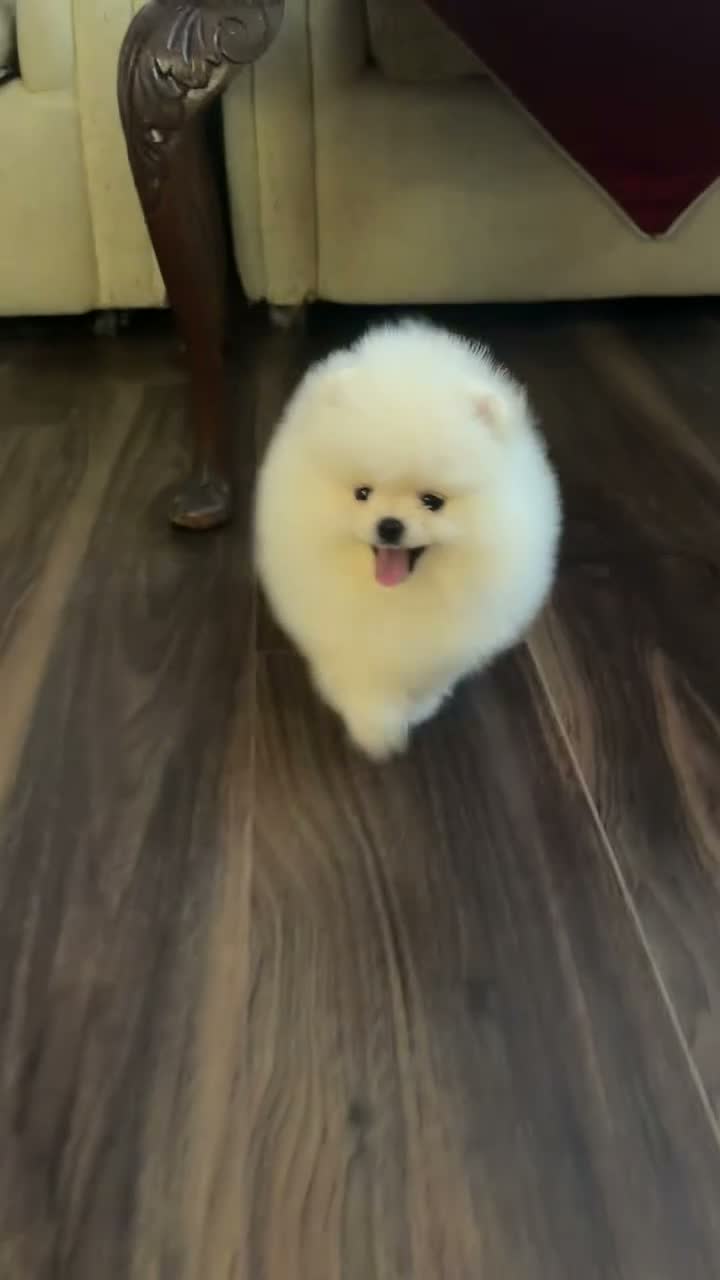 Pomeranian dogs for sale: Beautiful White/Cream Pomeranian Puppies - Video 1