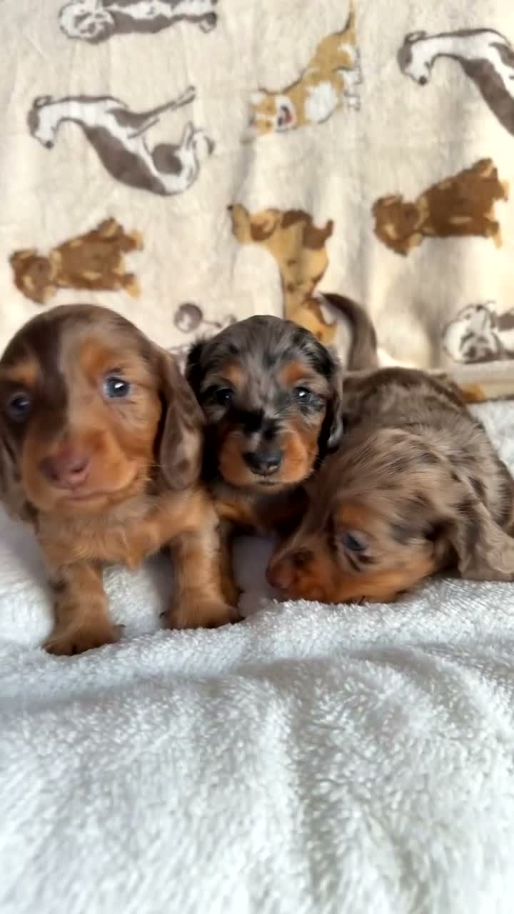 Miniature Dachshund dogs for sale: KC Reg Long Haired Dapple Mini Dachshunds - Video 1