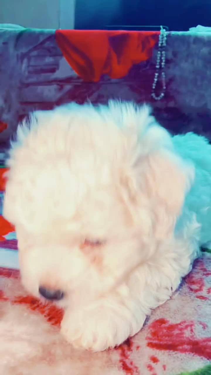 Bichon Frise dogs for sale: KC Registered Pedigree Bichon Frise Puppies - Video 1