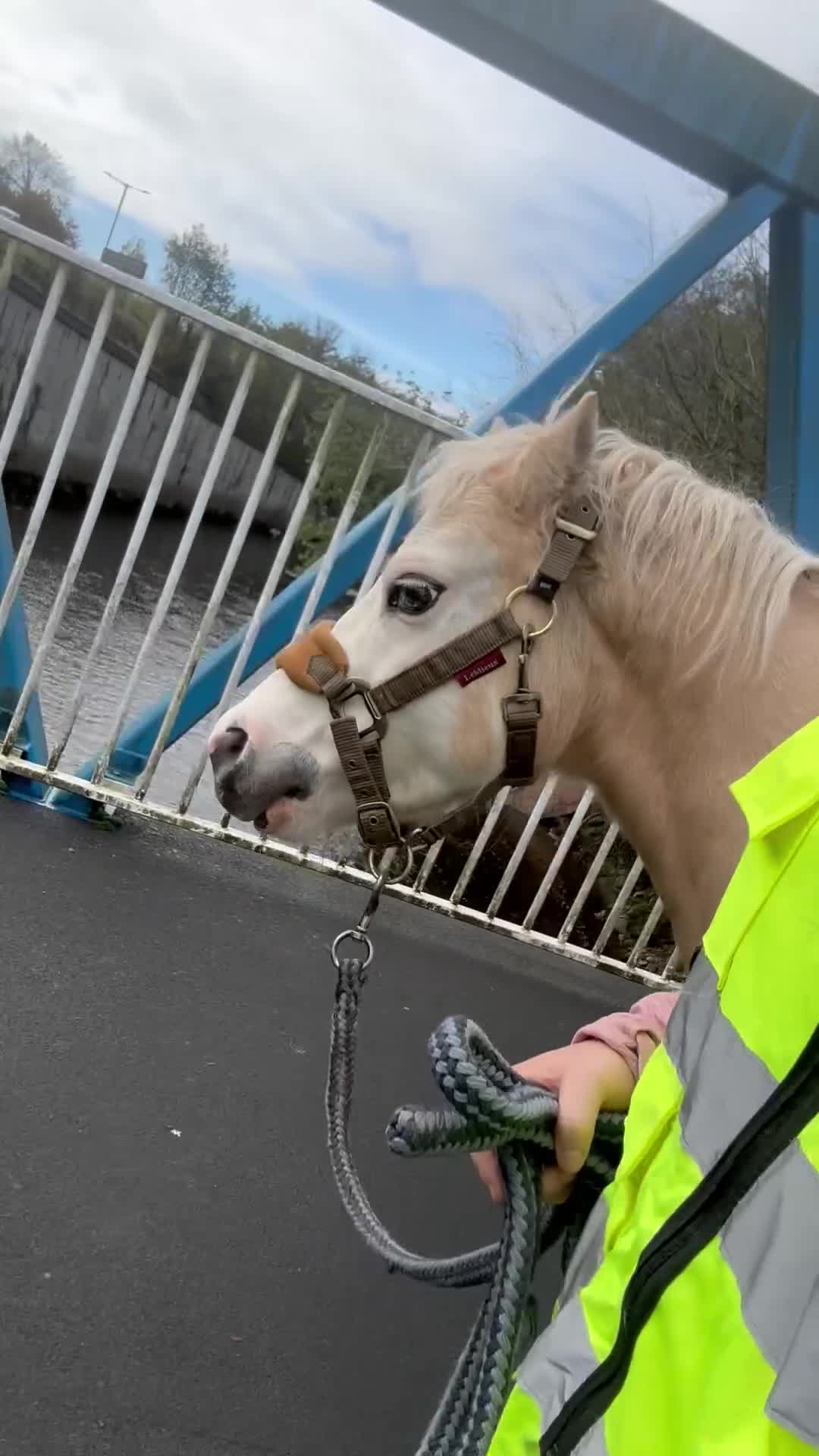 Welsh Section A horses for sale: ⭐️ Lovely Child's Pony for Sale⭐️ - Video 1