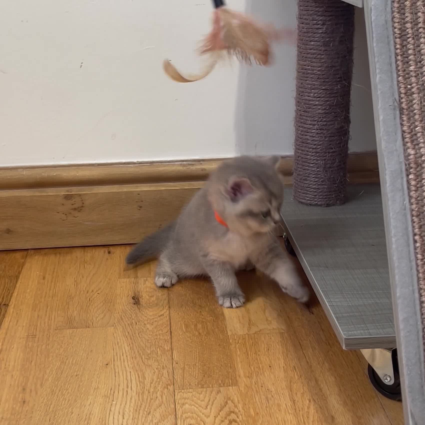British Shorthair cats for sale: GCCF/TICA British Shorthair Champion line Kittens - Video 4