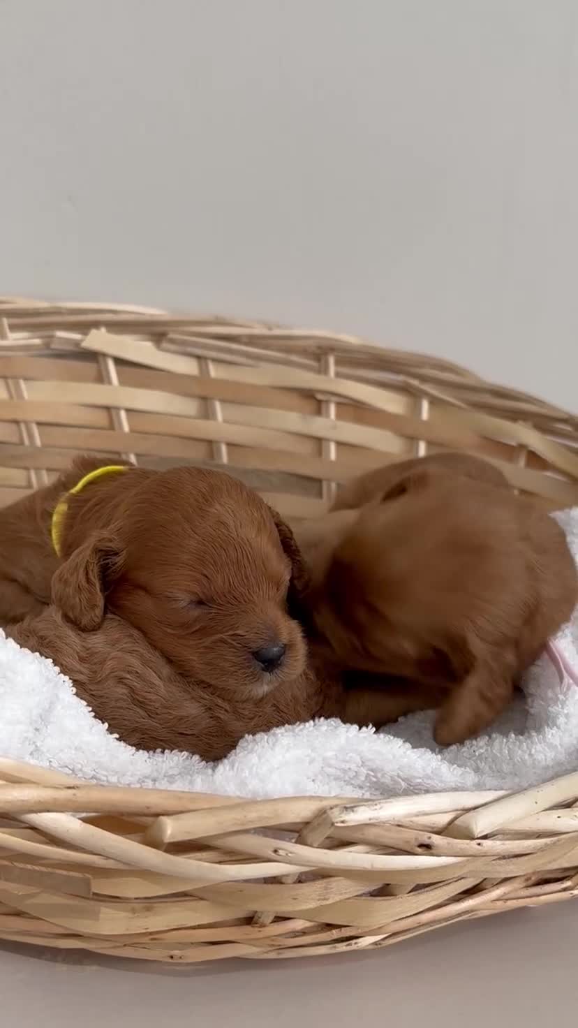 Cavapoo dogs for sale: F2 cavapoo puppies  - Video 2