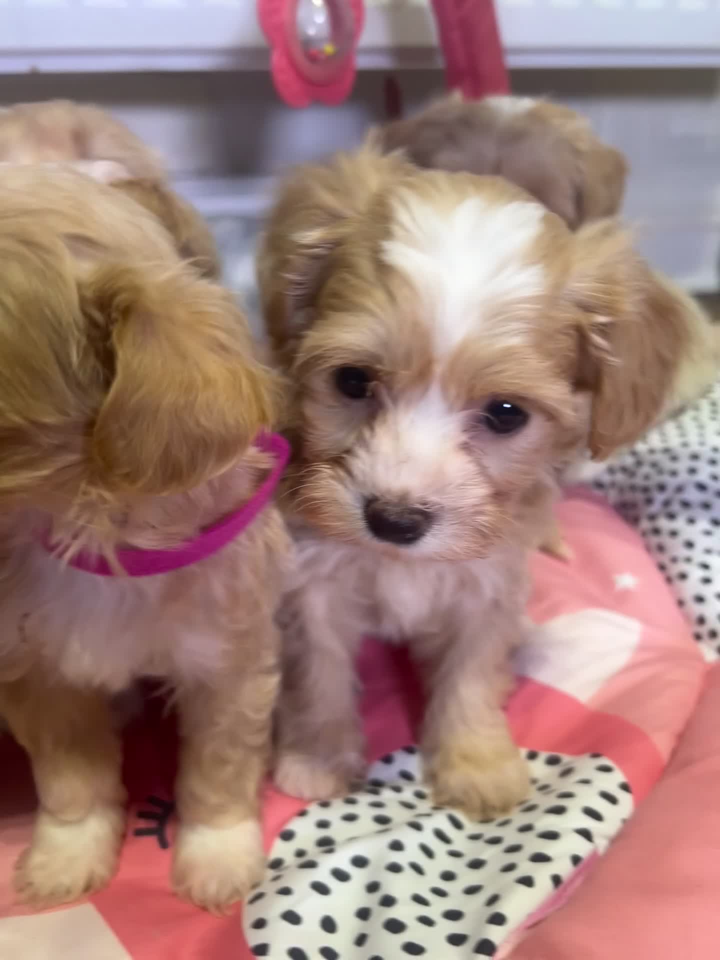 Maltipoo dogs for sale: ❤️Gorgeous F1 Maltipoo❤️ in Dagenham - Video 1
