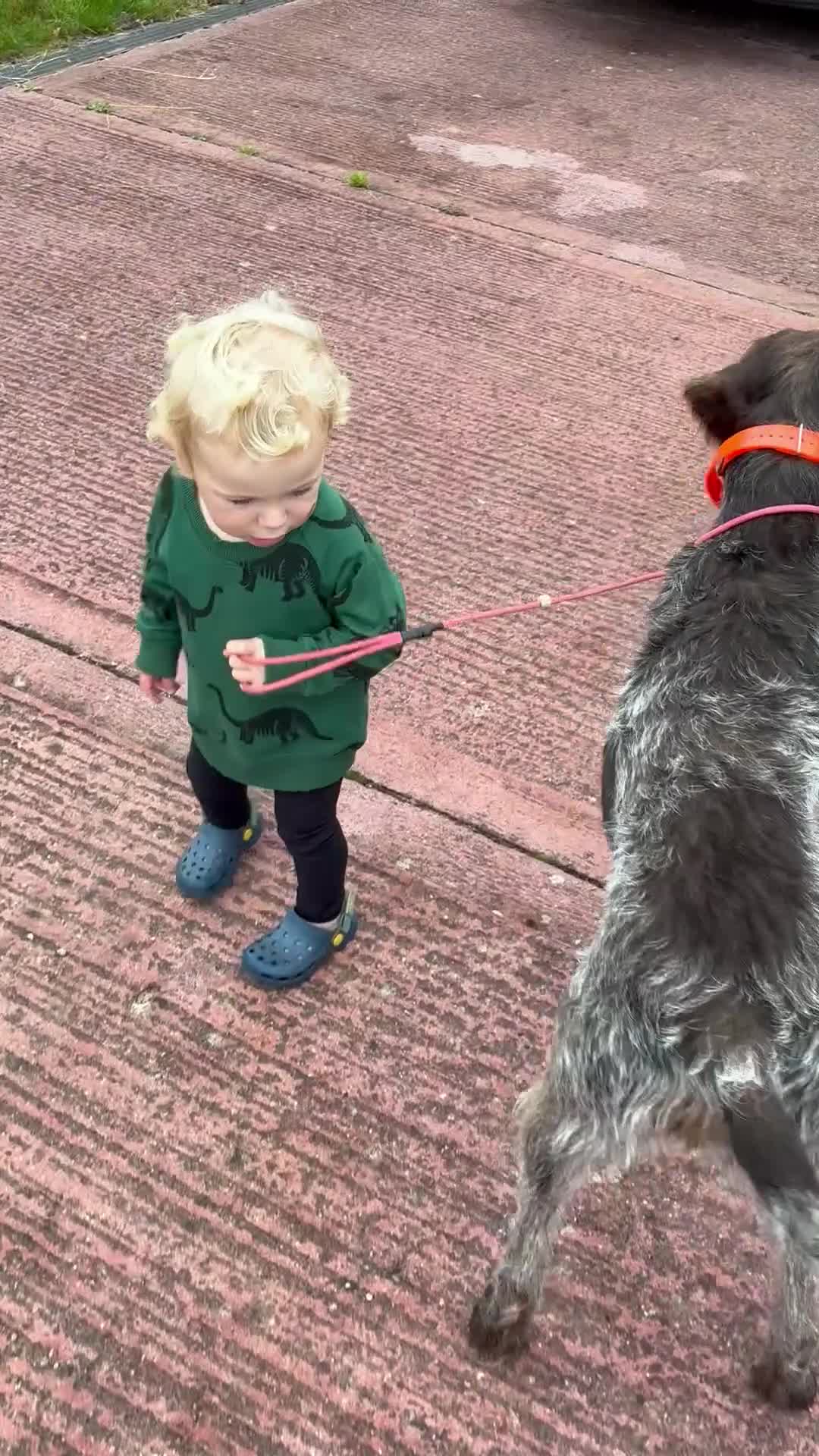 German Wirehaired Pointer dogs for sale: Rudy. 18 month old German wirehaired pointer  - Video 1