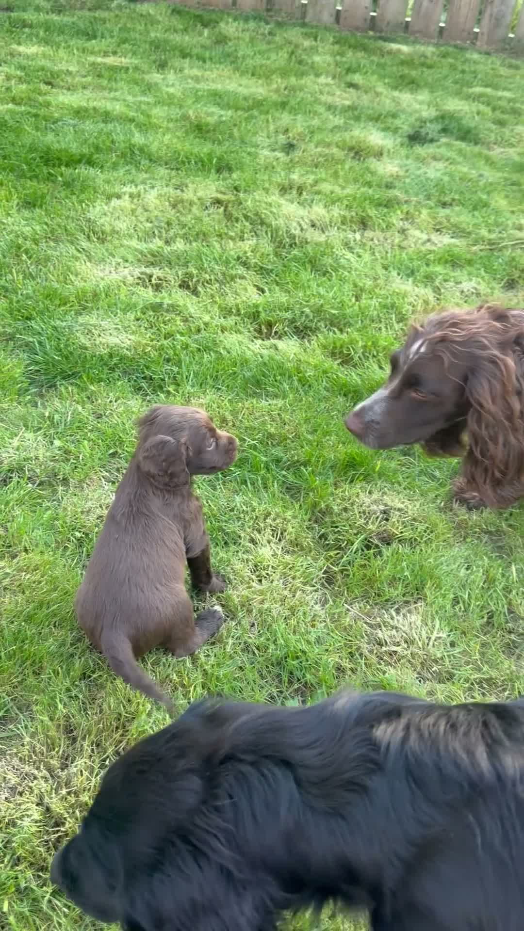 Cocker Spaniel dogs for sale: Cocker spaniel pup - Video 1