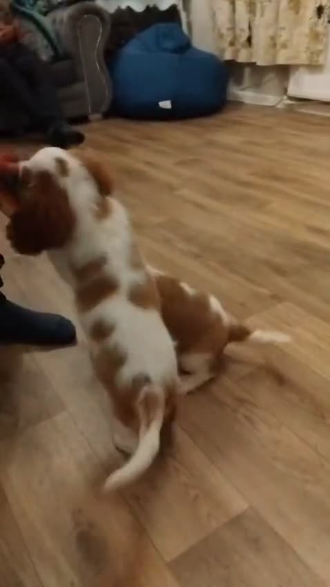 Cavalier King Charles Spaniel dogs for sale: 2beautiful king charles boys  - Video 2