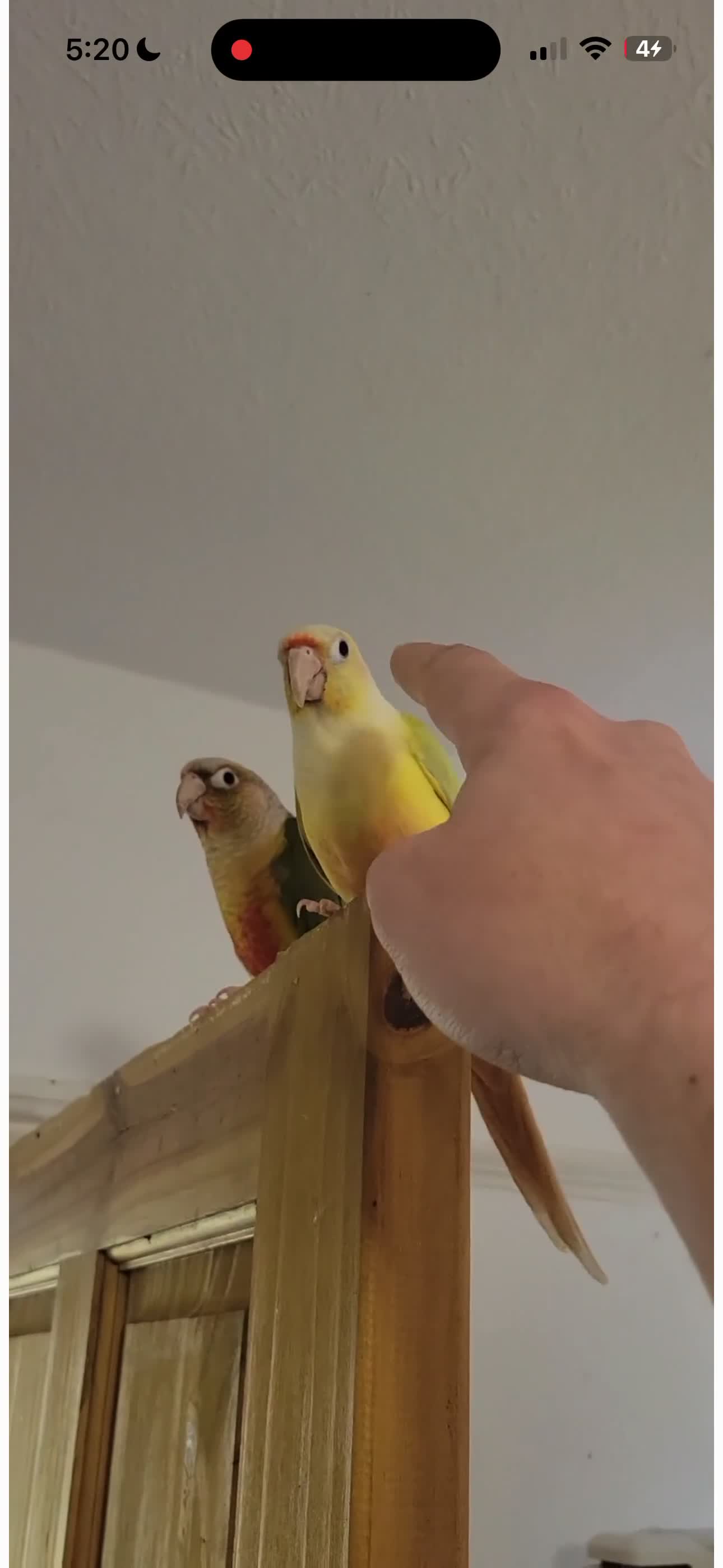 Parrots birds for sale: Pair of conures  - Video 2