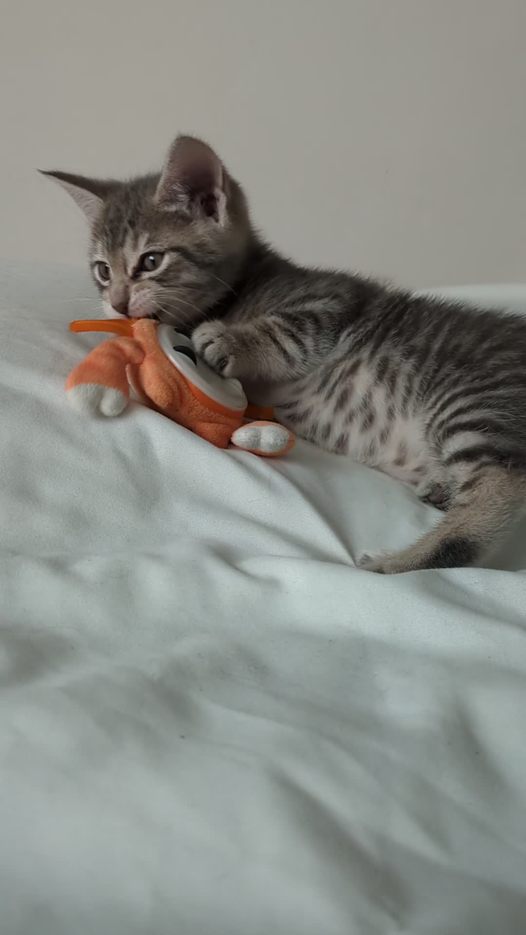 Bengal cats for sale: Spotted Bengal kittens ready now - Video 1