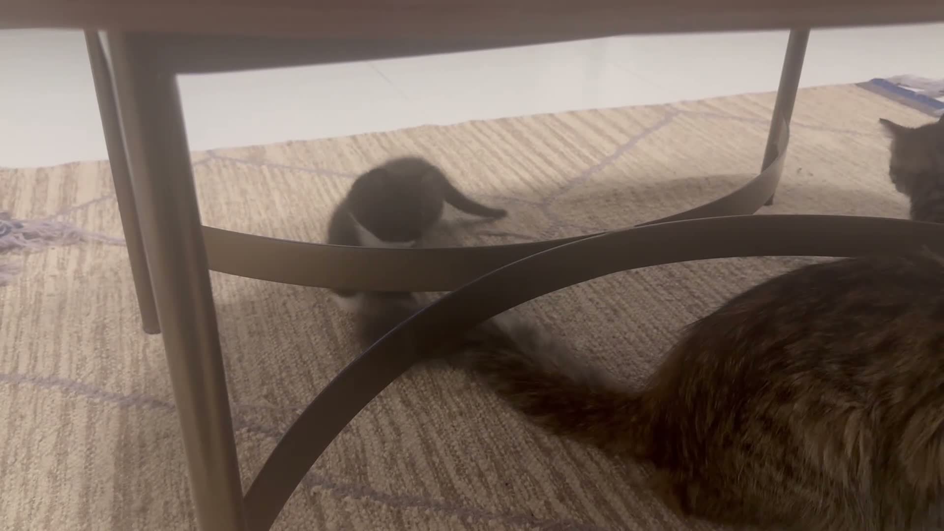 British Shorthair cats for sale: Adorable Kitten Looking for Loving Home  - Video 1