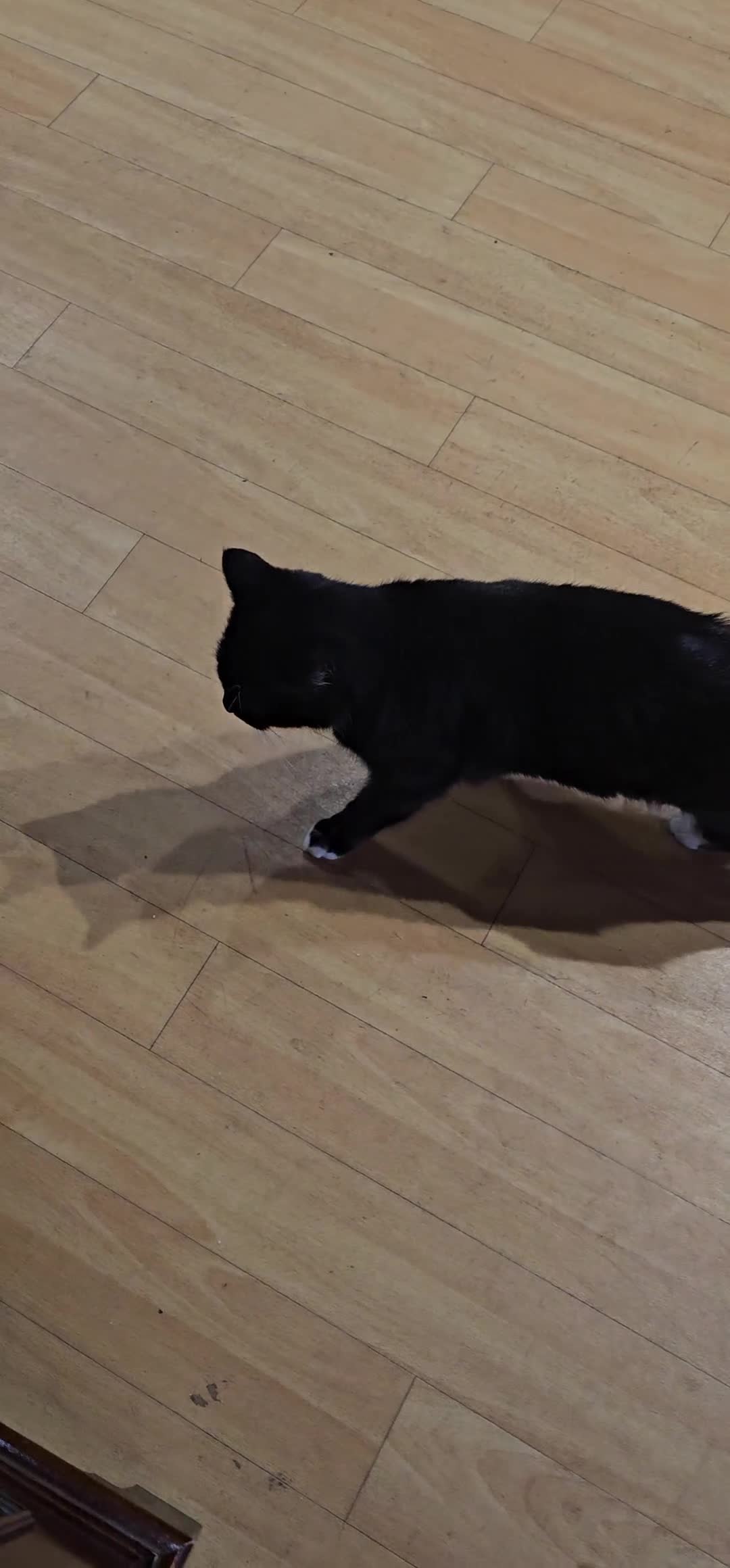 Domestic Shorthair cats for sale: Rehoming Affectionate Tuxedo Cat called Binx - Video 1