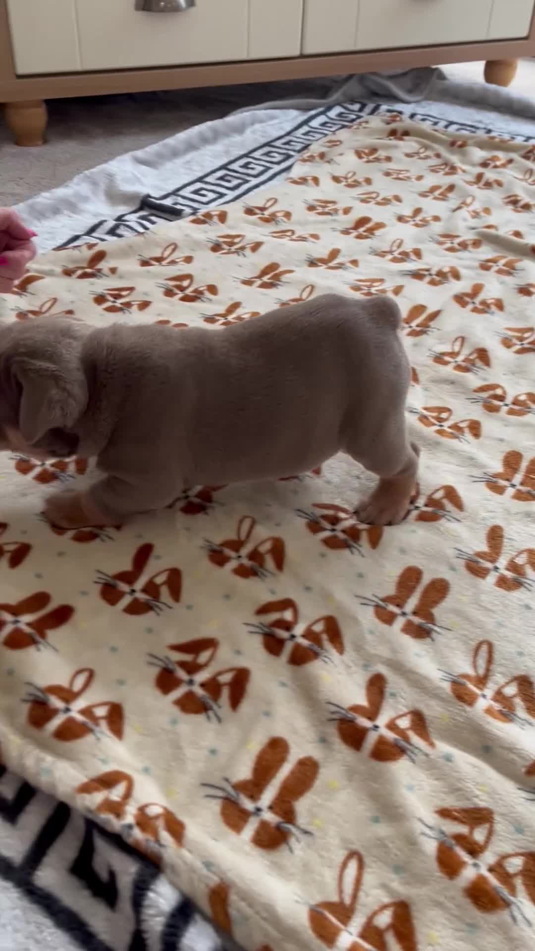 Olde English Bulldogge dogs for sale: Blue Sable & Tan Female Olds English Bulldog - Video 1