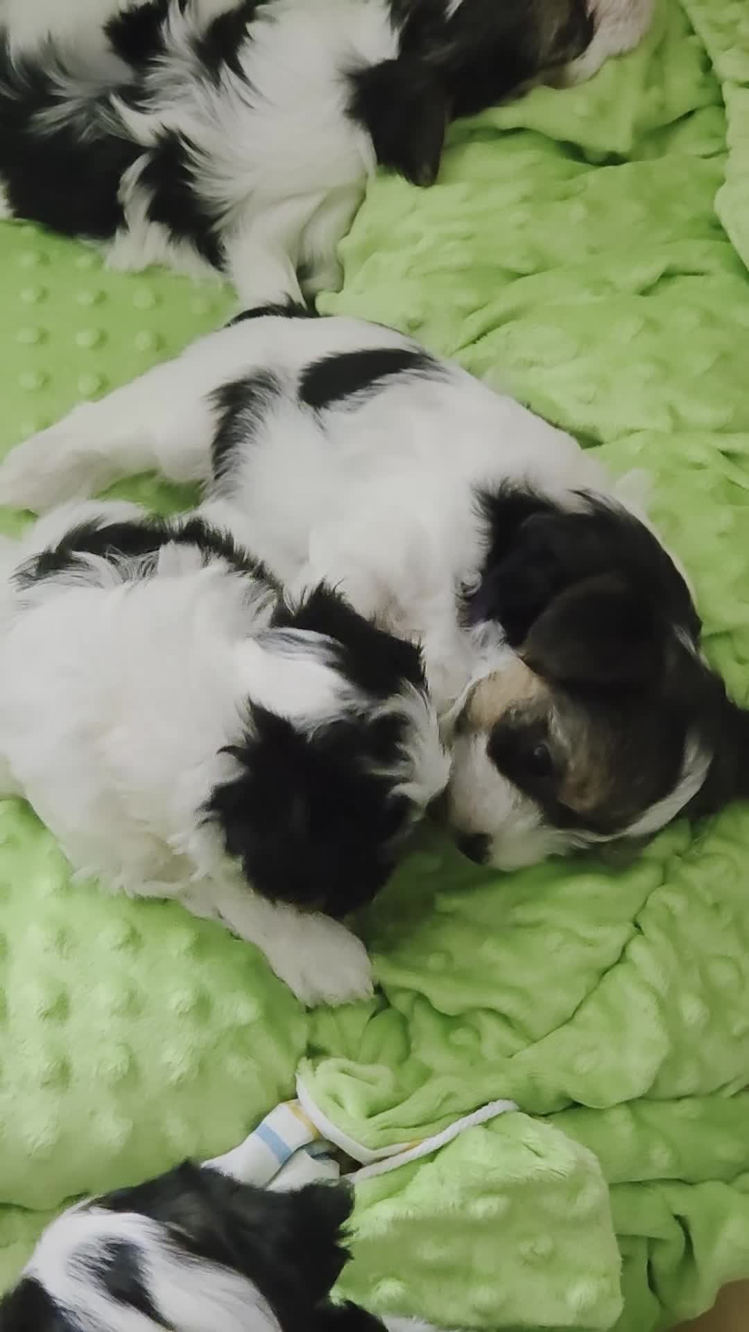 Yorkshire Terrier dogs for sale: READY TO GO Biewer Terrier girl available. - Video 1