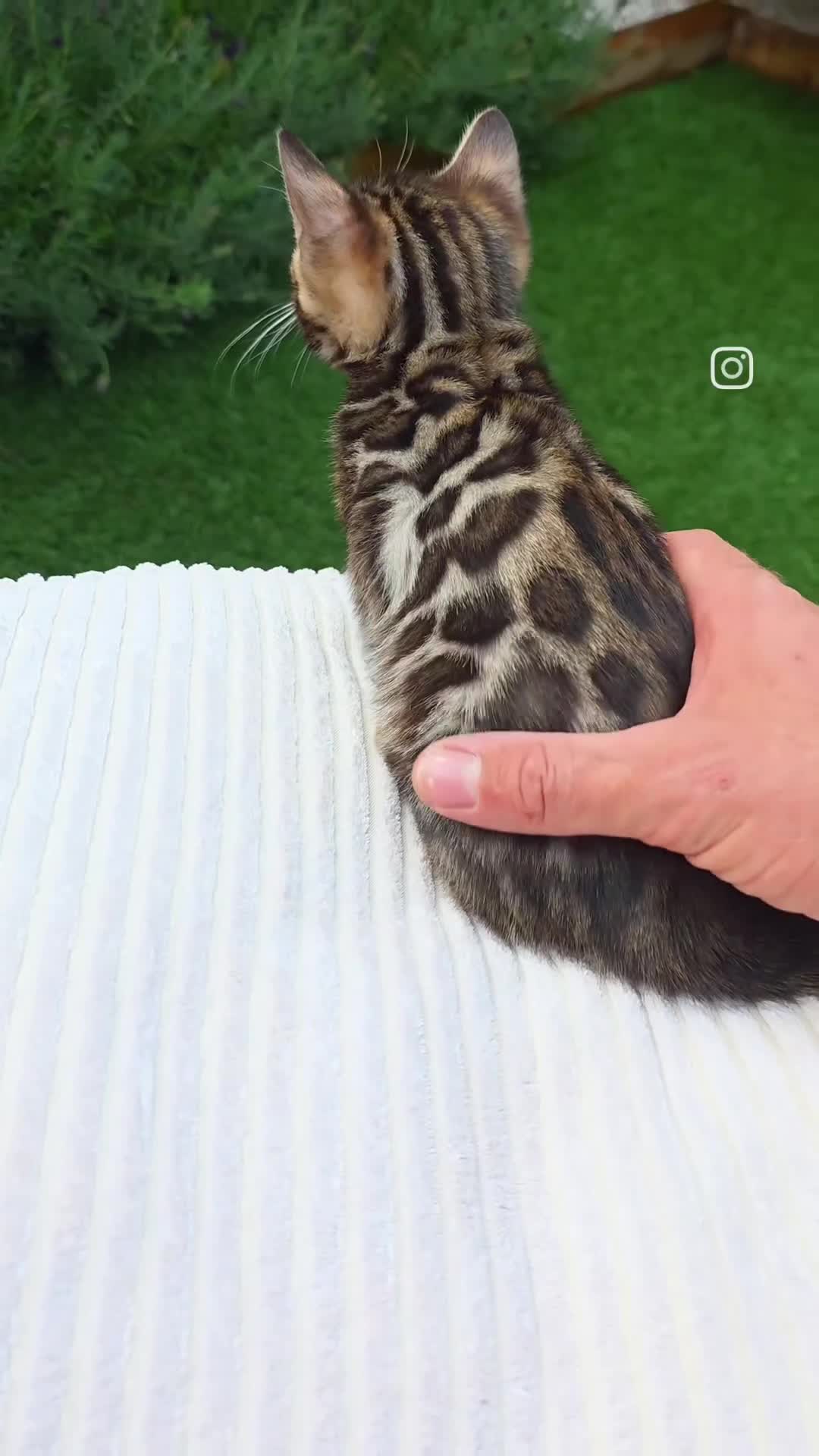 Bengal cats for sale: Top quality Bengal Girl- TICA reg.- AVAILABLE NOW - Video 3