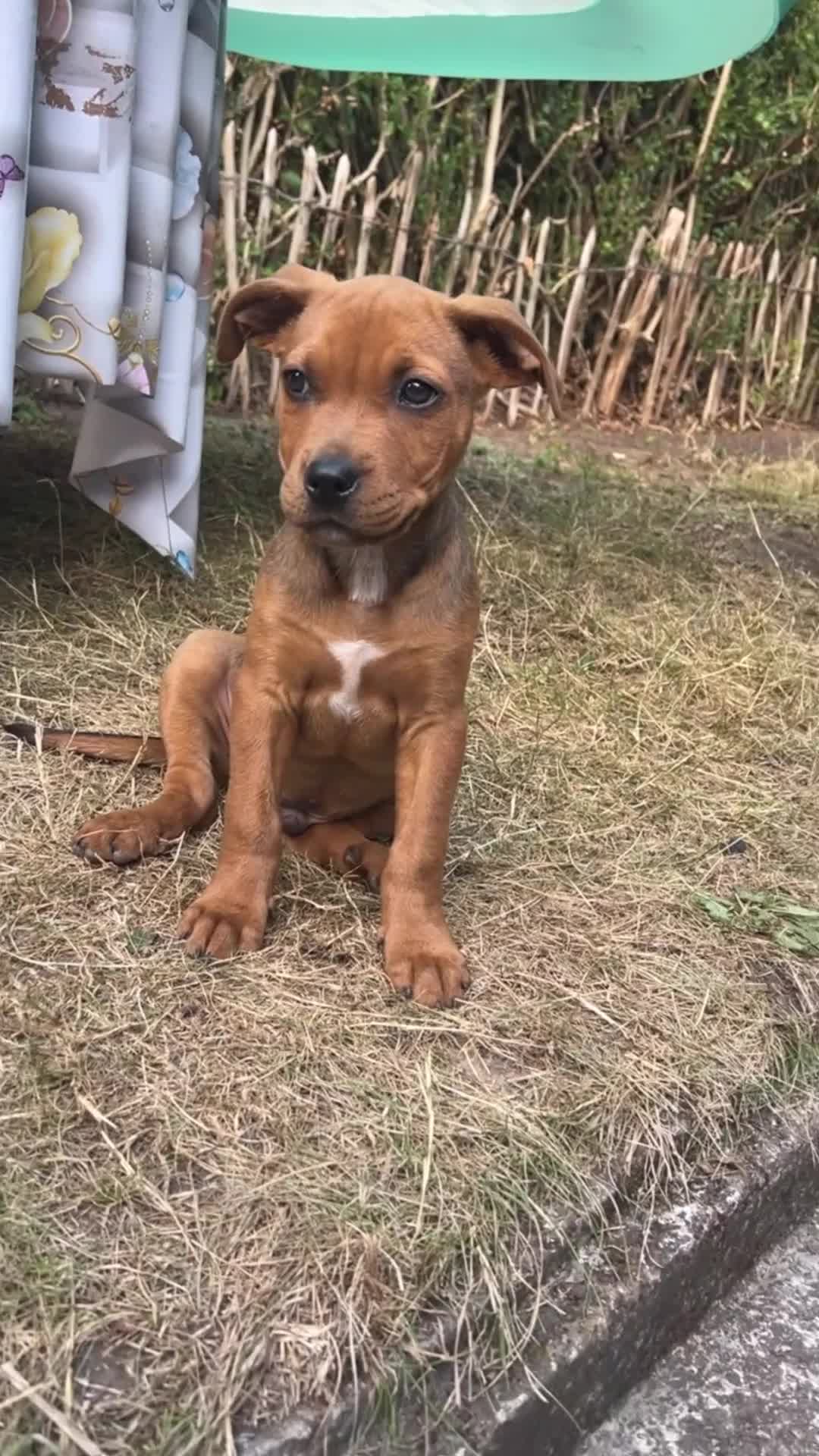 Mixed Breed dogs for sale: American Bullwiler puppy 11 weeks! - Video 1