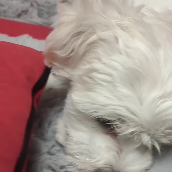 Maltese dogs for sale: Maltese  - Video 1