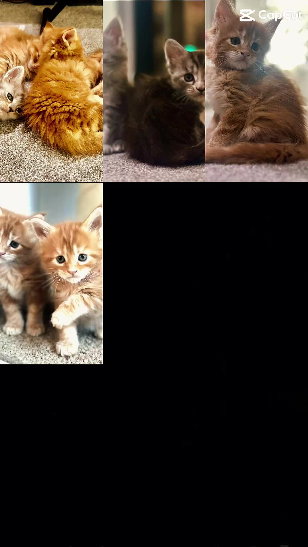 Maine Coon cats for sale: A litter of 7 Beautiful Maine coon kittens - Video 1