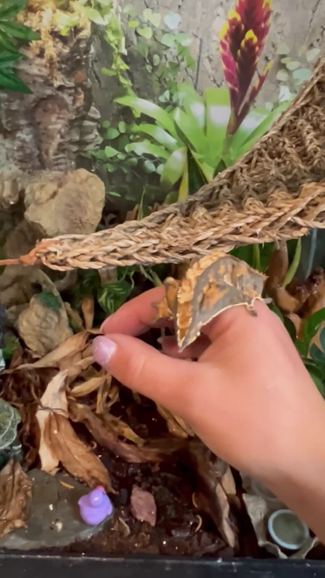 Gecko reptiles for sale: 4 baby crested geckos in Dunmow - Video 1