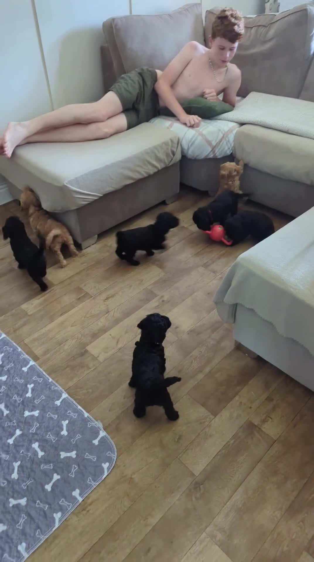 Cockapoo dogs for sale: 6 black cockapoos - Video 2