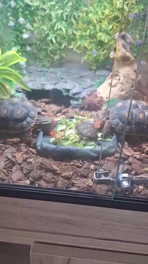 Tortoise reptiles for sale: Red footed tourtise  in Birmingham - Video 2