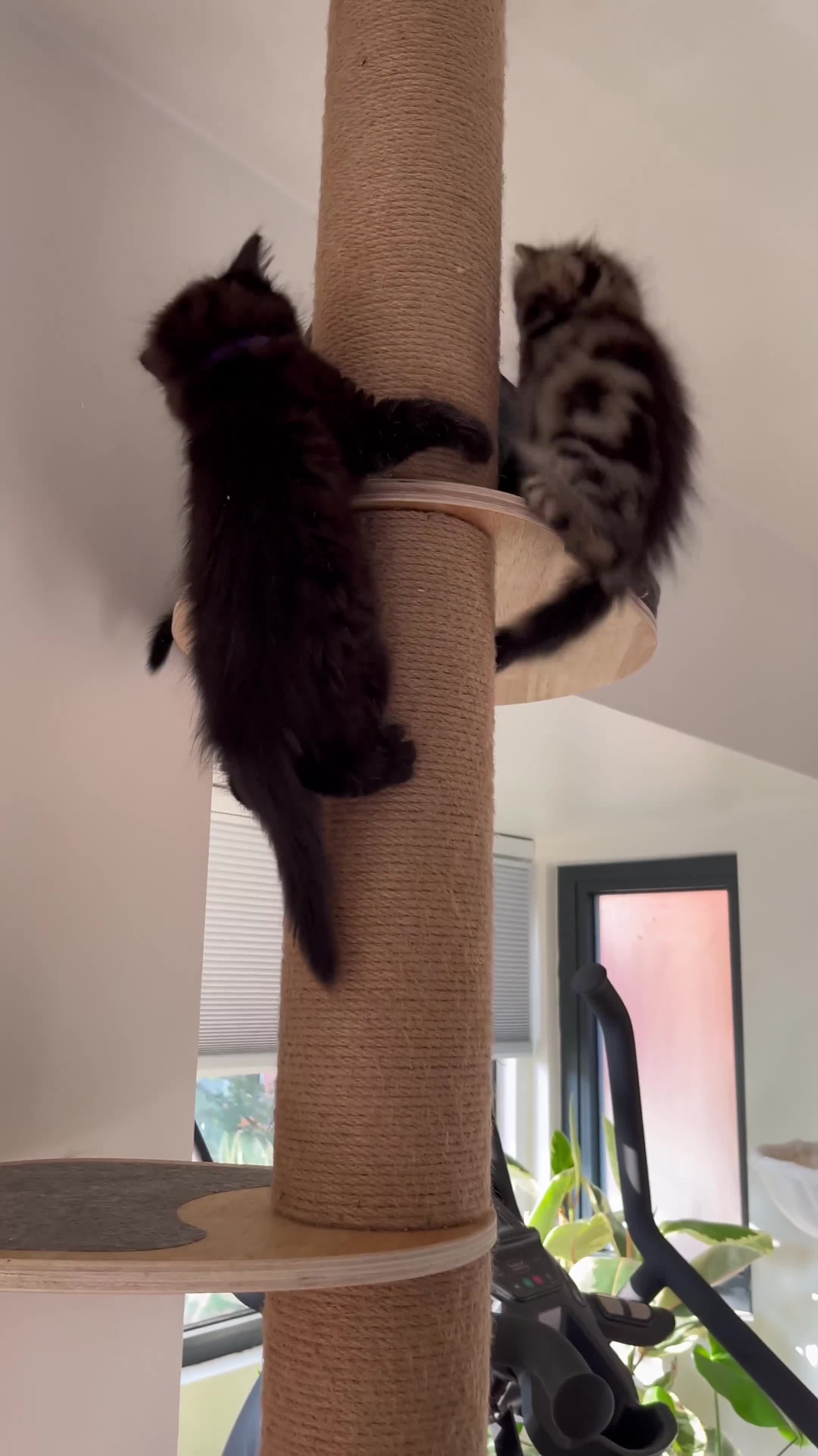 Mixed Breed cats for sale: 4 female kittens for sale - Video 1