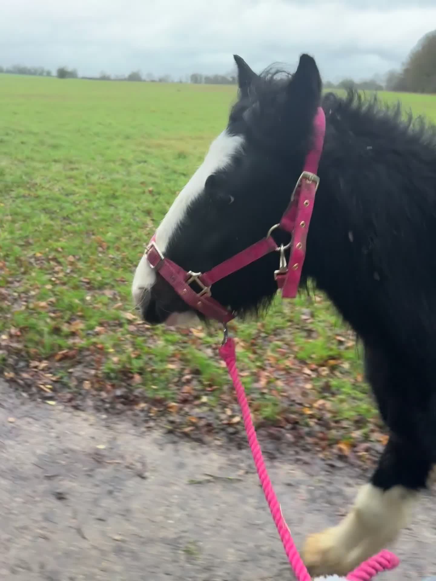 Irish Cob horses for sale: Piggy  - Video 1