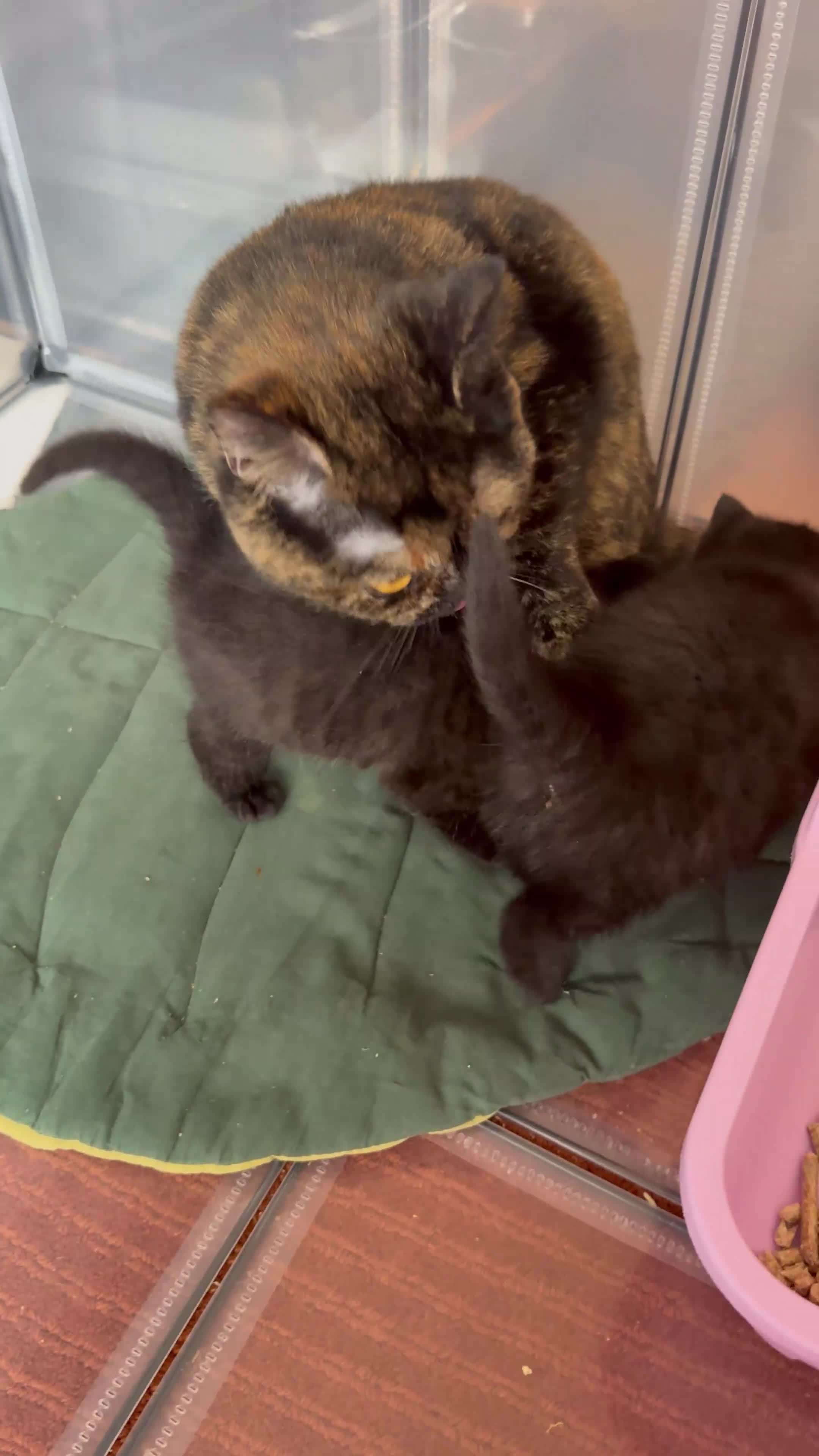 British Shorthair cats for sale: Black British Shorthair kittens, rare opportunity  - Video 1