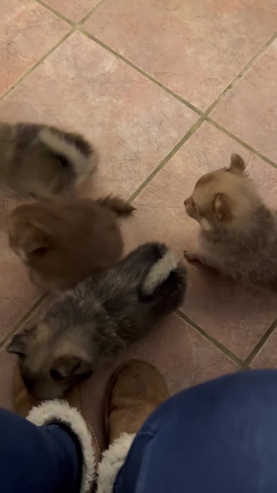 Pomchi dogs for sale: 💙 2 longhair Boys Left 💙 - Video 4