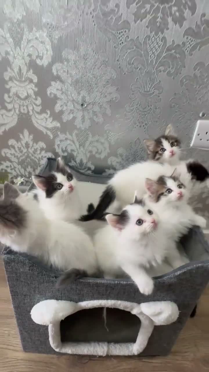 Ragdoll cats for sale: Beautiful Ragdoll Kittens  - Video 1