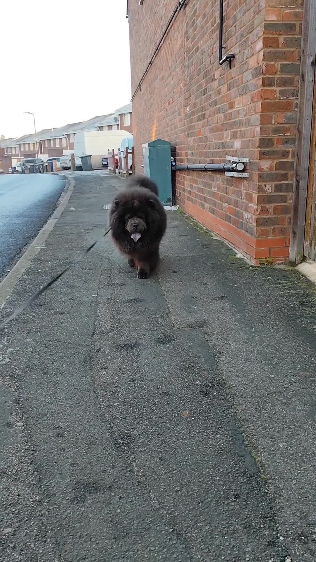 Chow Chow dogs for stud: Bule chow chow for stud - Video 2
