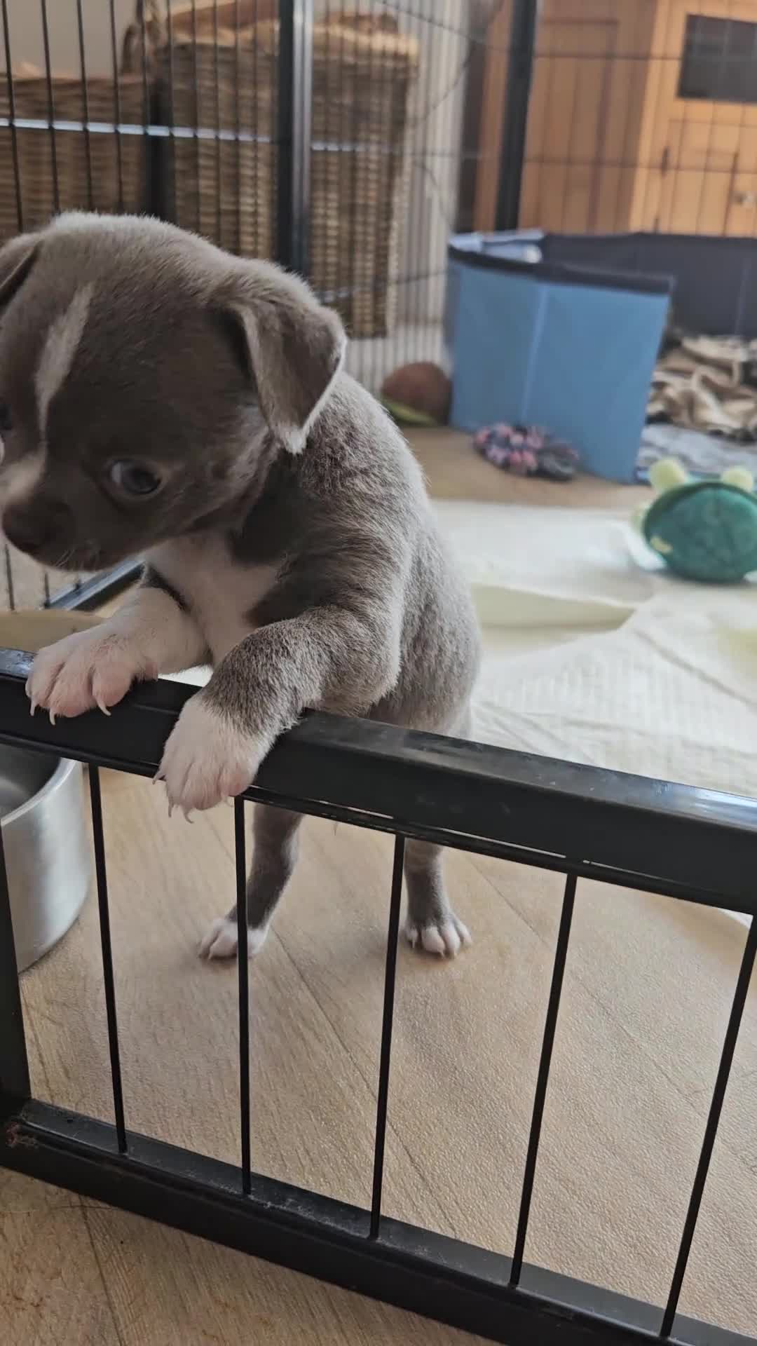 Chihuahua dogs for sale: Only 1 left ## Smoothcoat Chihuahua puppy for sale - Video 1