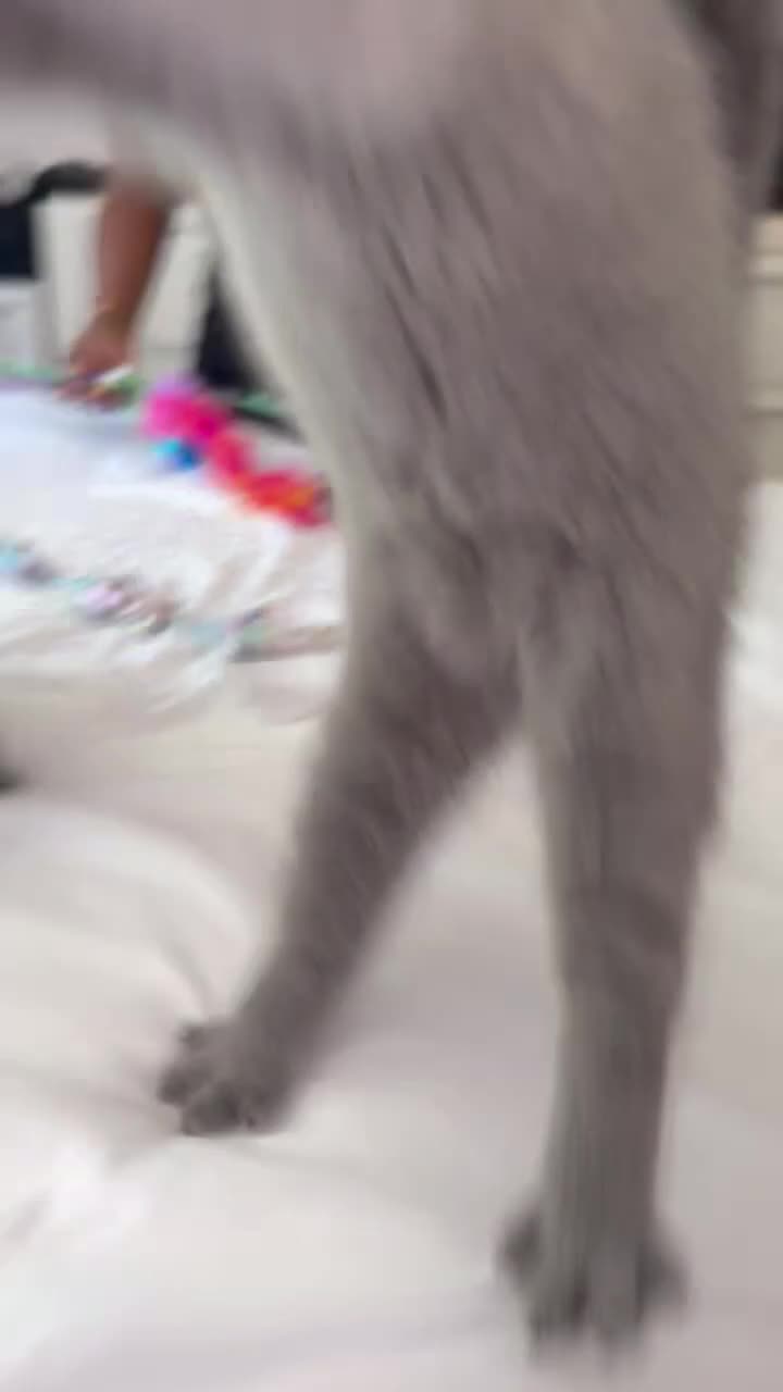 British Shorthair cats for sale: Male British shorthair  - Video 1